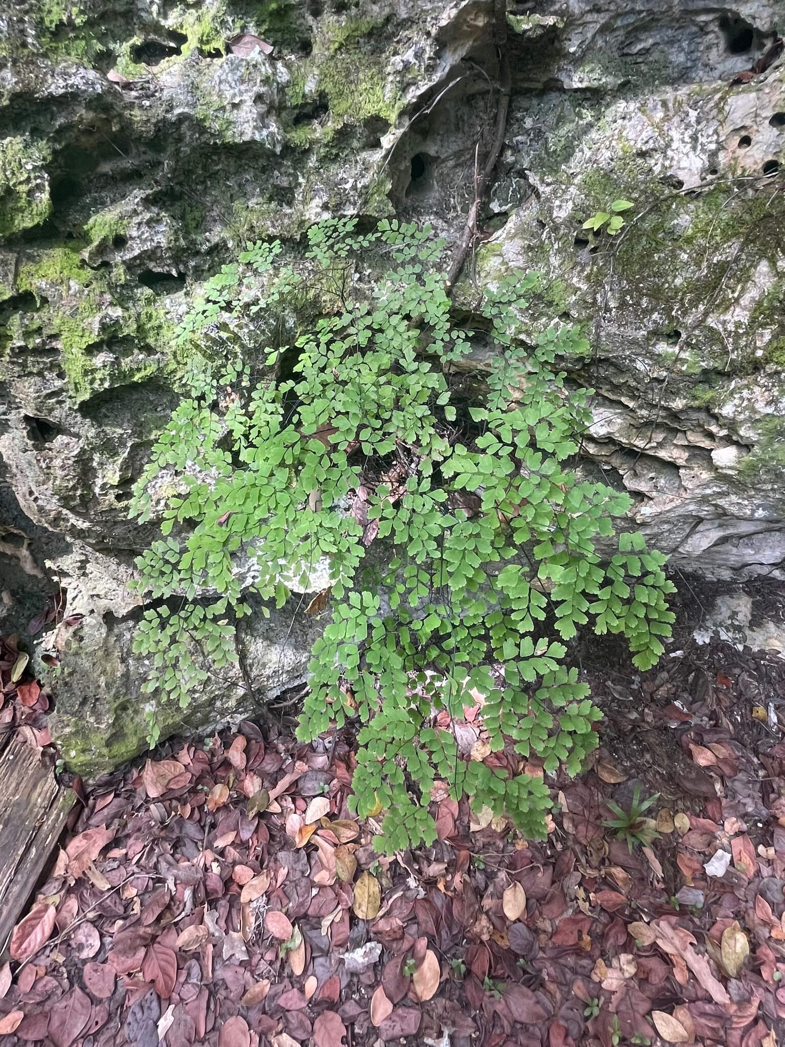 Adiantum raddianum 'Fritz Luthi'